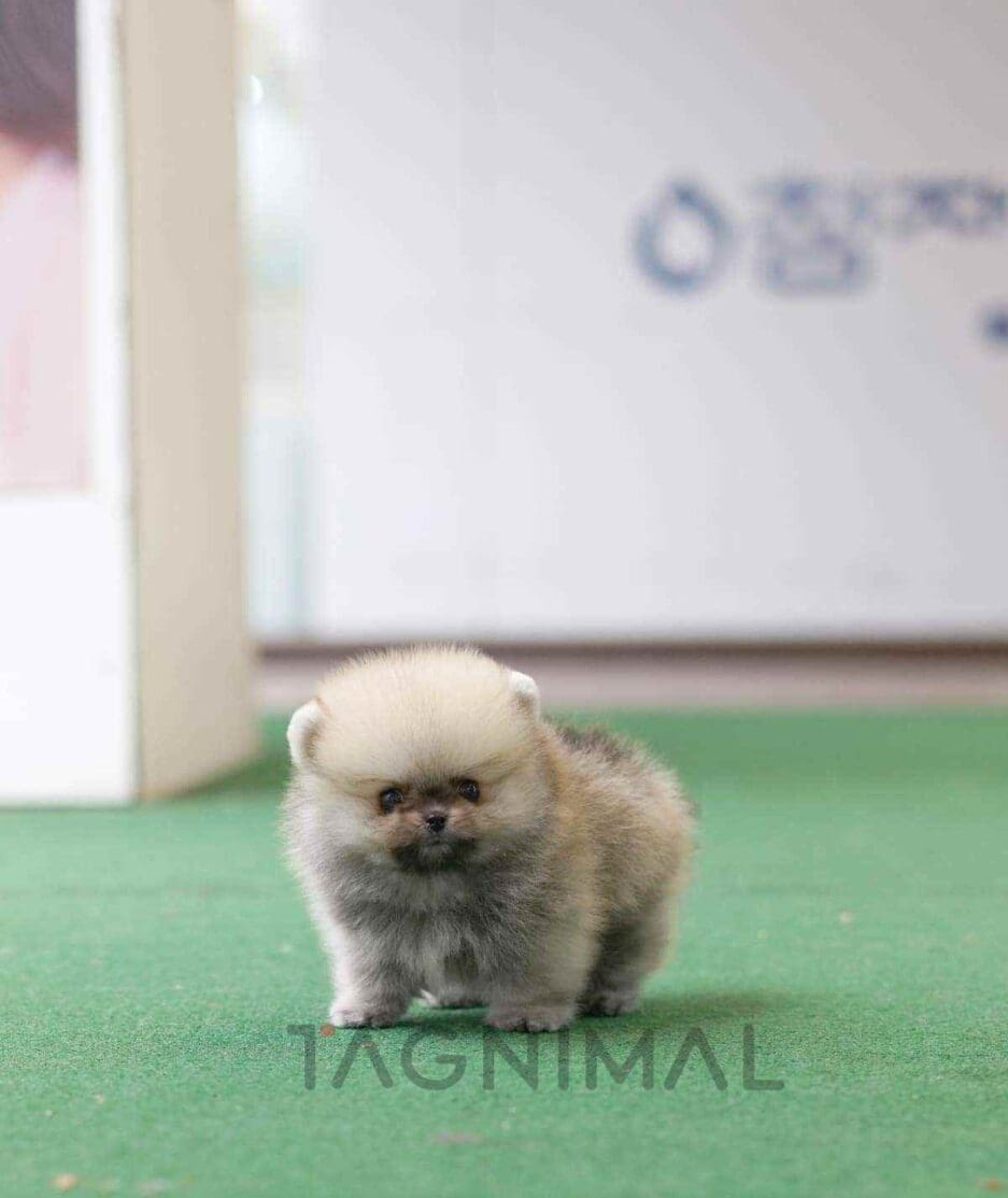 Pomeranian puppy for sale, dog for sale at Tagnimal