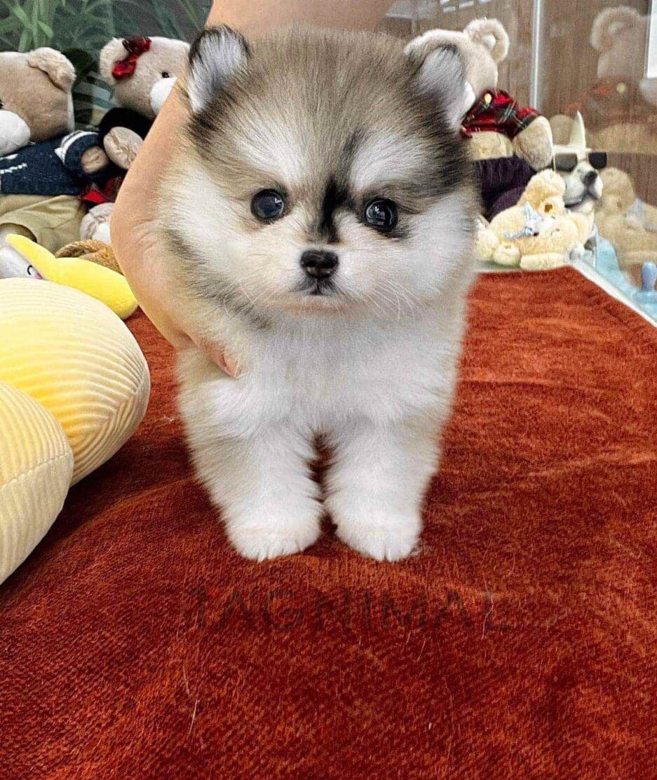 Pomsky puppy for sale, dog for sale at Tagnimal