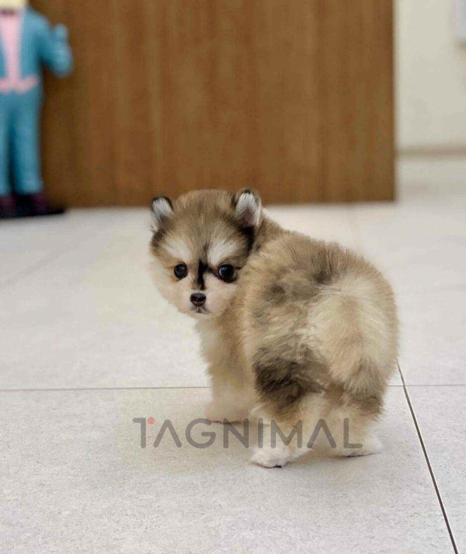 Pomsky puppy for sale, dog for sale at Tagnimal