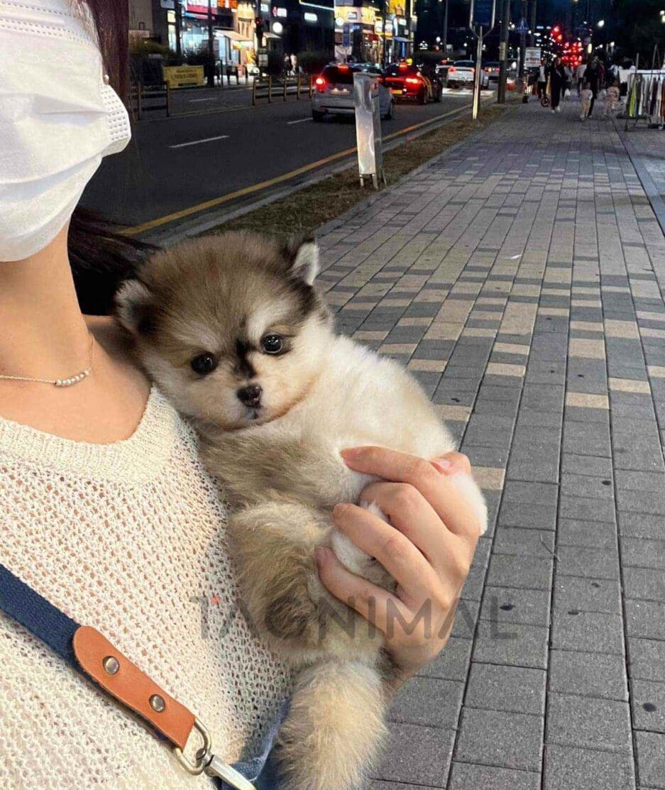 Pomsky puppy for sale, dog for sale at Tagnimal