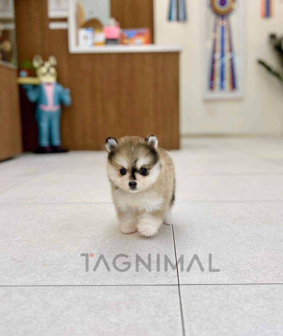 Pomsky puppy for sale, dog for sale at Tagnimal