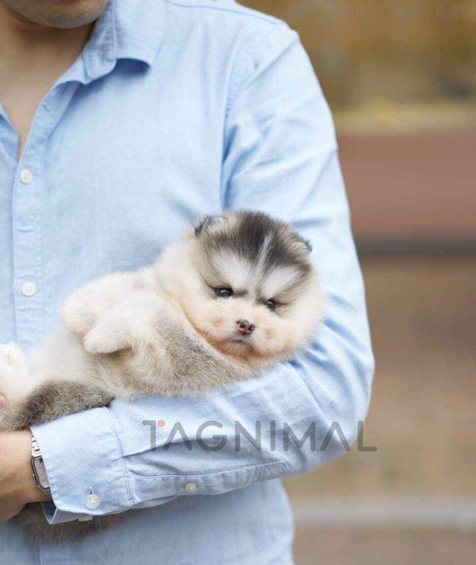 Pomsky puppy for sale, dog for sale at Tagnimal