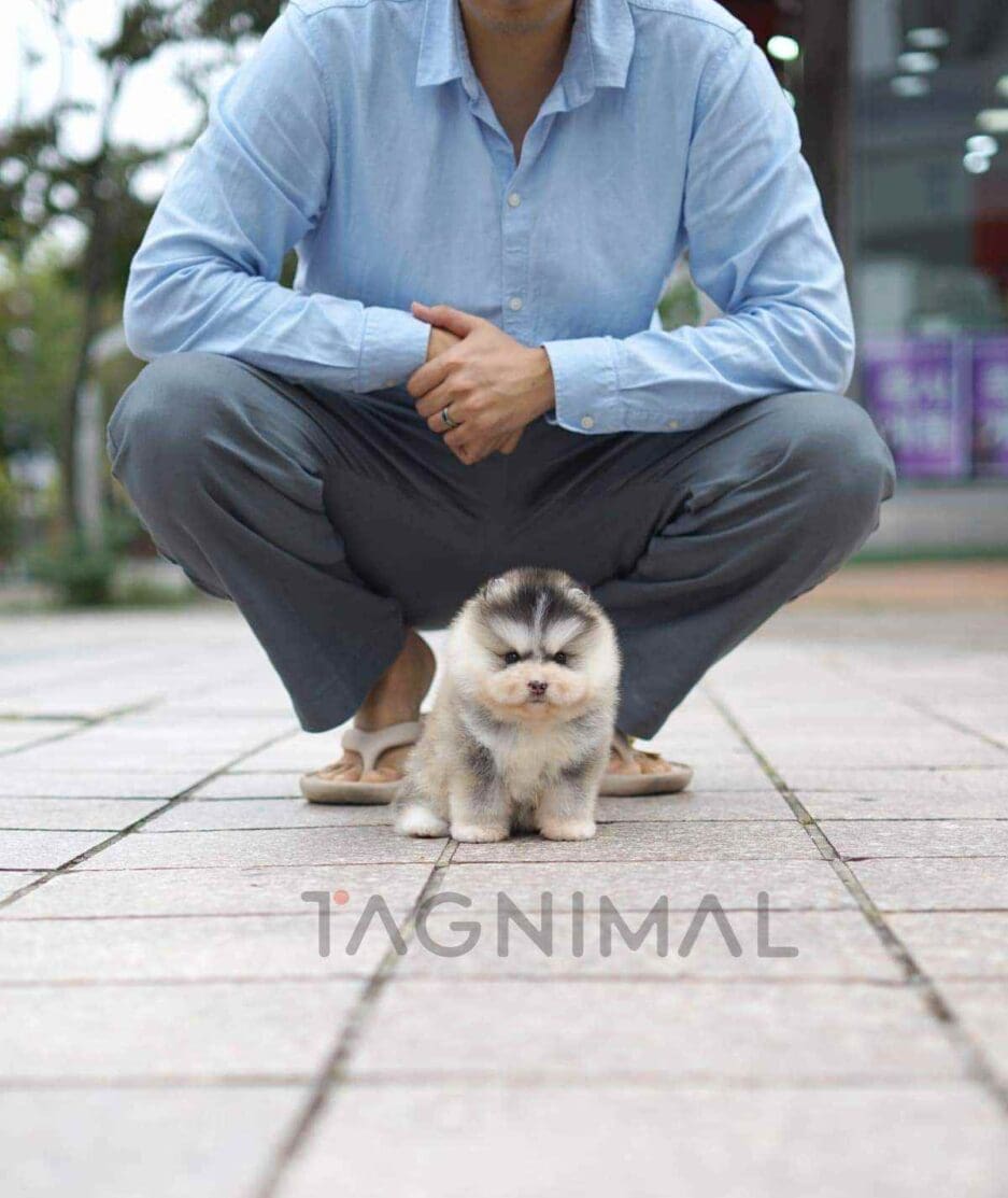 Pomsky puppy for sale, dog for sale at Tagnimal