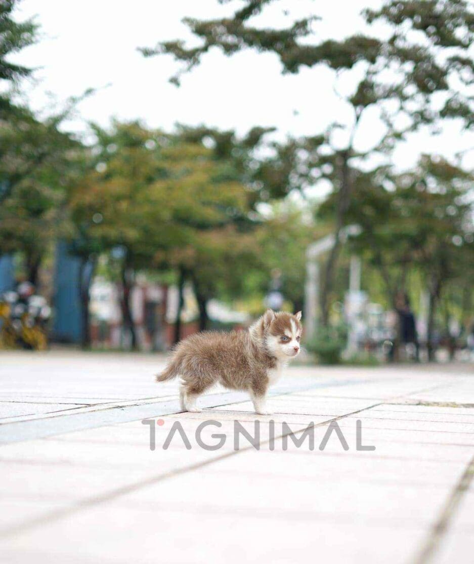 Pomsky puppy for sale, dog for sale at Tagnimal