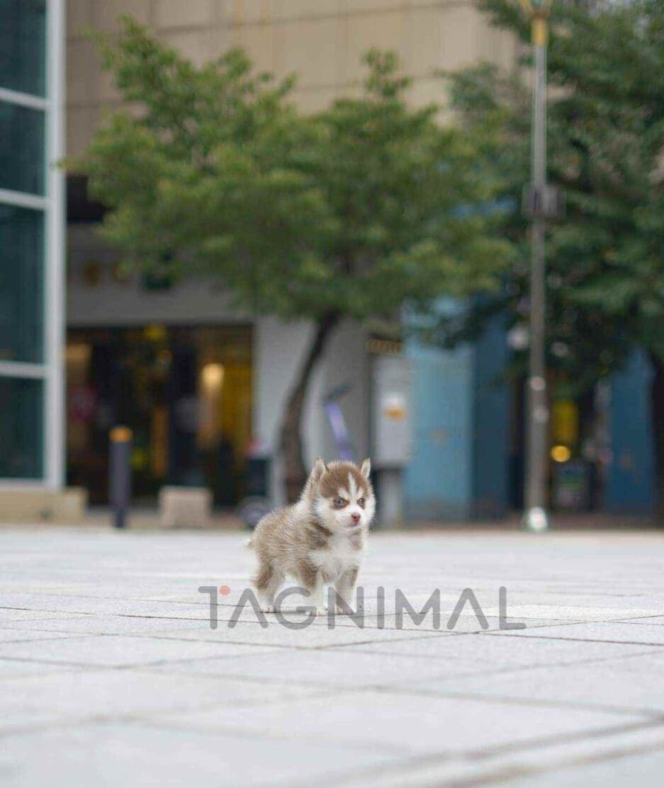 Pomsky puppy for sale, dog for sale at Tagnimal