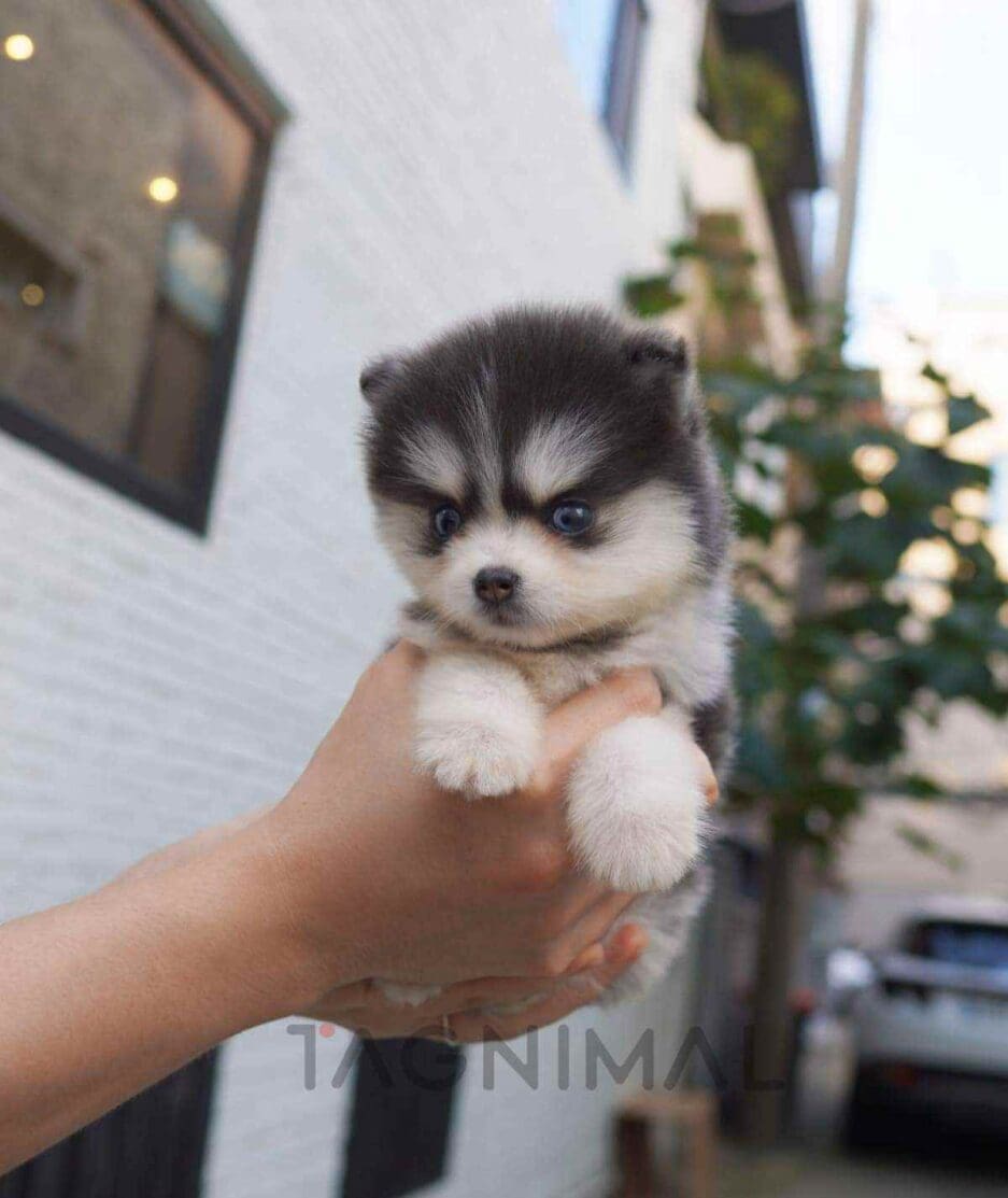 Pomsky puppy for sale, dog for sale at Tagnimal