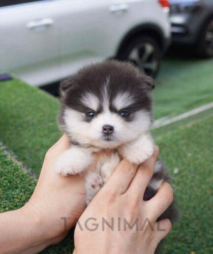 Pomsky puppy for sale, dog for sale at Tagnimal