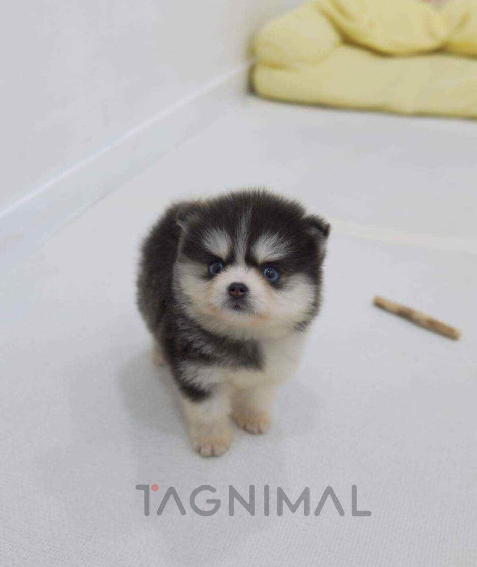 Pomsky puppy for sale, dog for sale at Tagnimal