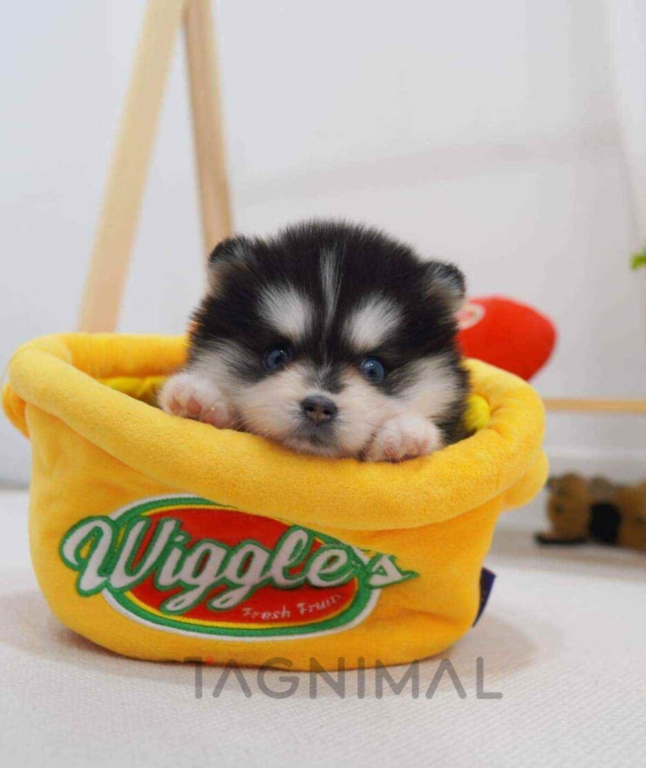 Pomsky puppy for sale, dog for sale at Tagnimal