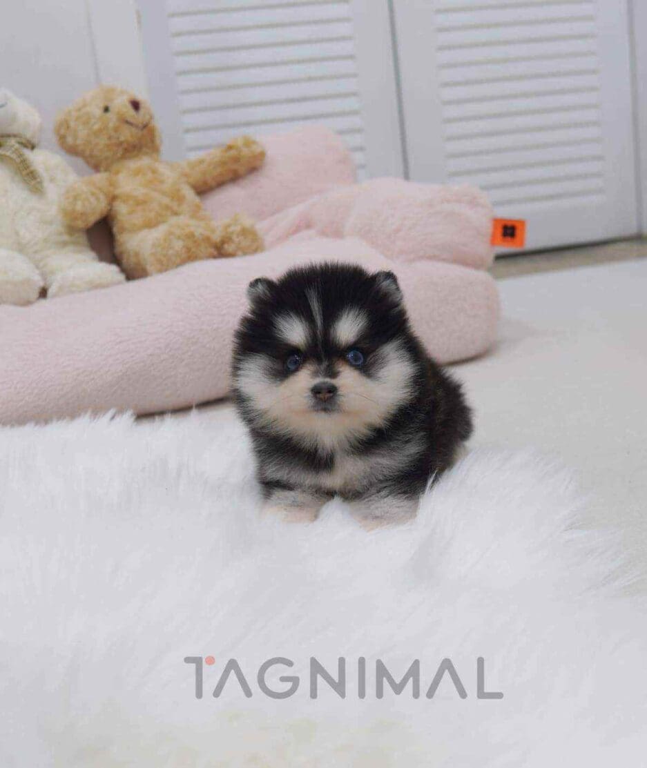 Pomsky puppy for sale, dog for sale at Tagnimal