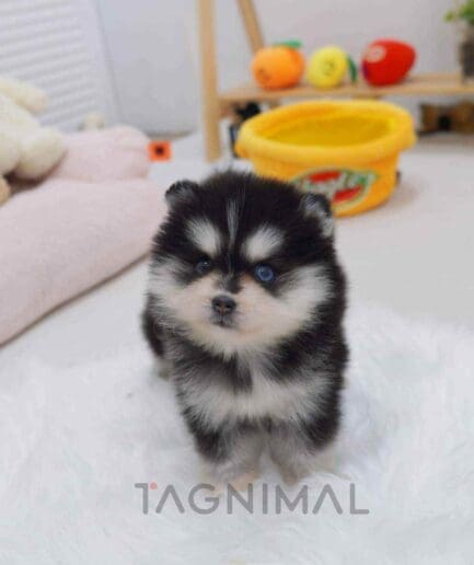 Pomsky puppy for sale, dog for sale at Tagnimal