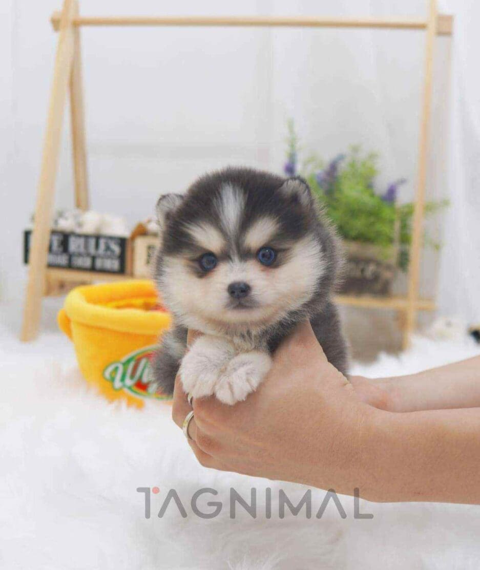 Pomsky puppy for sale, dog for sale at Tagnimal