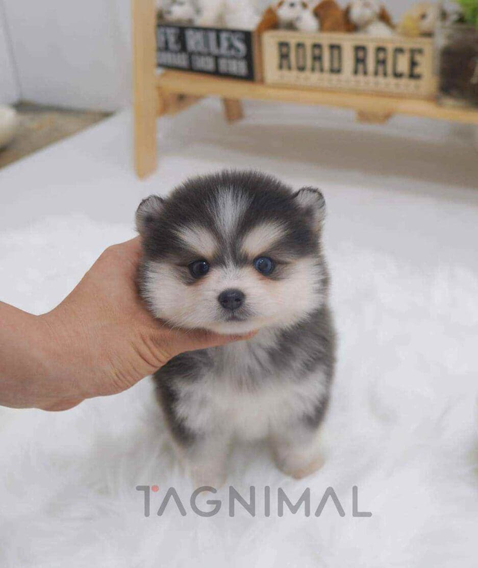 Pomsky puppy for sale, dog for sale at Tagnimal