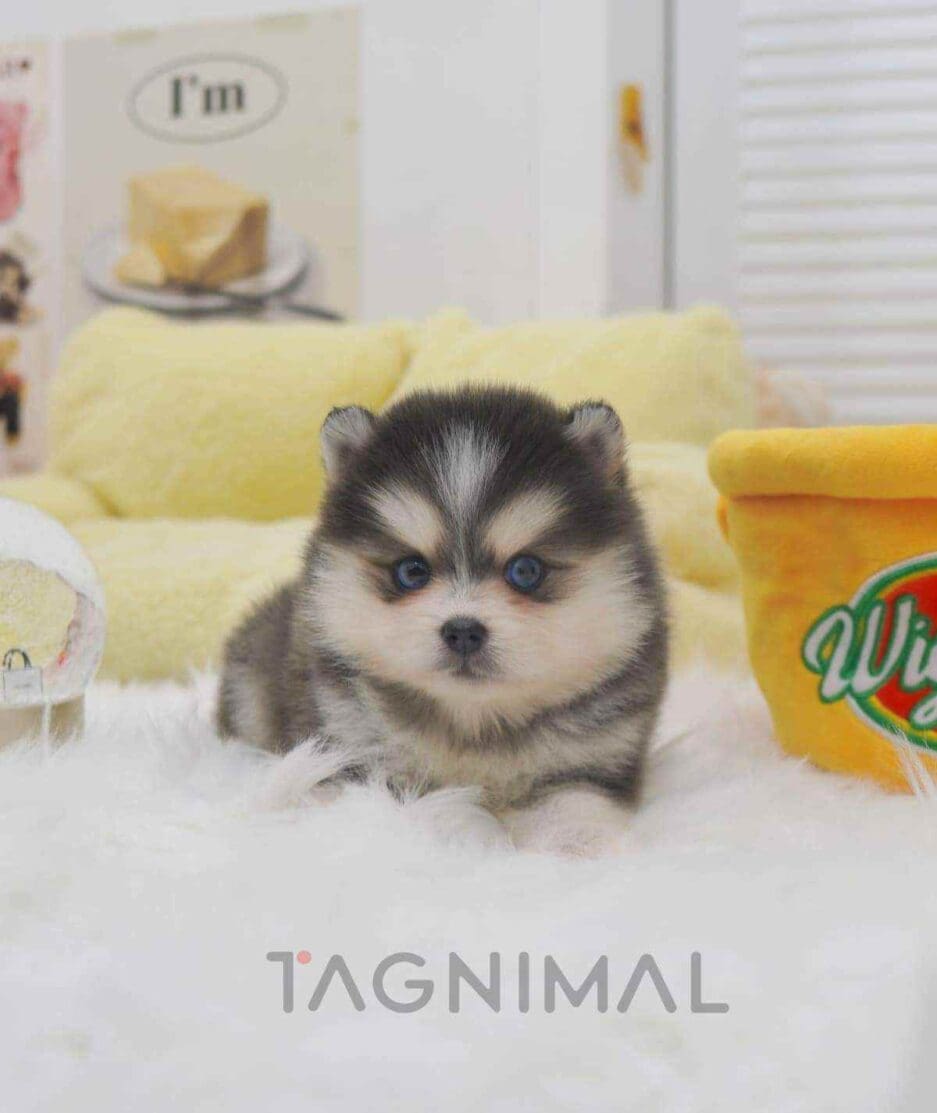 Pomsky puppy for sale, dog for sale at Tagnimal