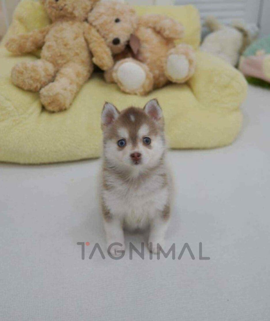 Pomsky puppy for sale, dog for sale at Tagnimal