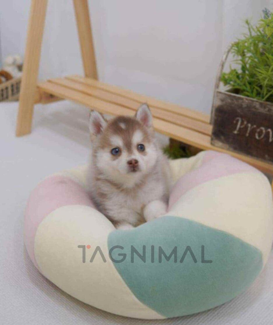 Pomsky puppy for sale, dog for sale at Tagnimal