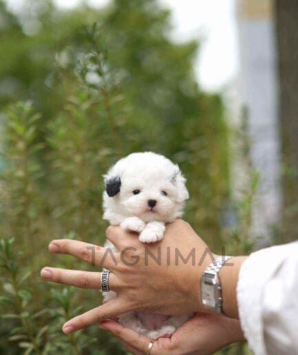 Poochon puppy for sale, dog for sale at Tagnimal