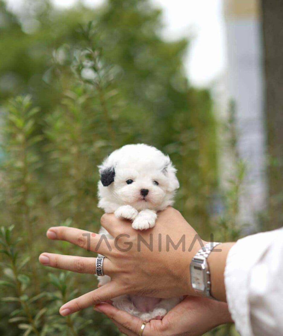 Poochon puppy for sale, dog for sale at Tagnimal