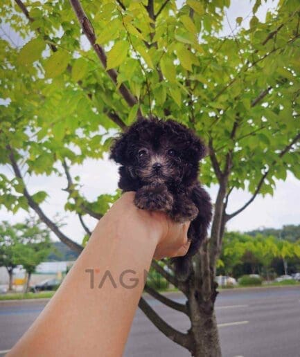 Poodle puppy for sale, dog for sale at Tagnimal