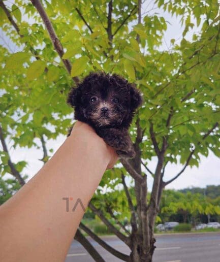 Poodle puppy for sale, dog for sale at Tagnimal