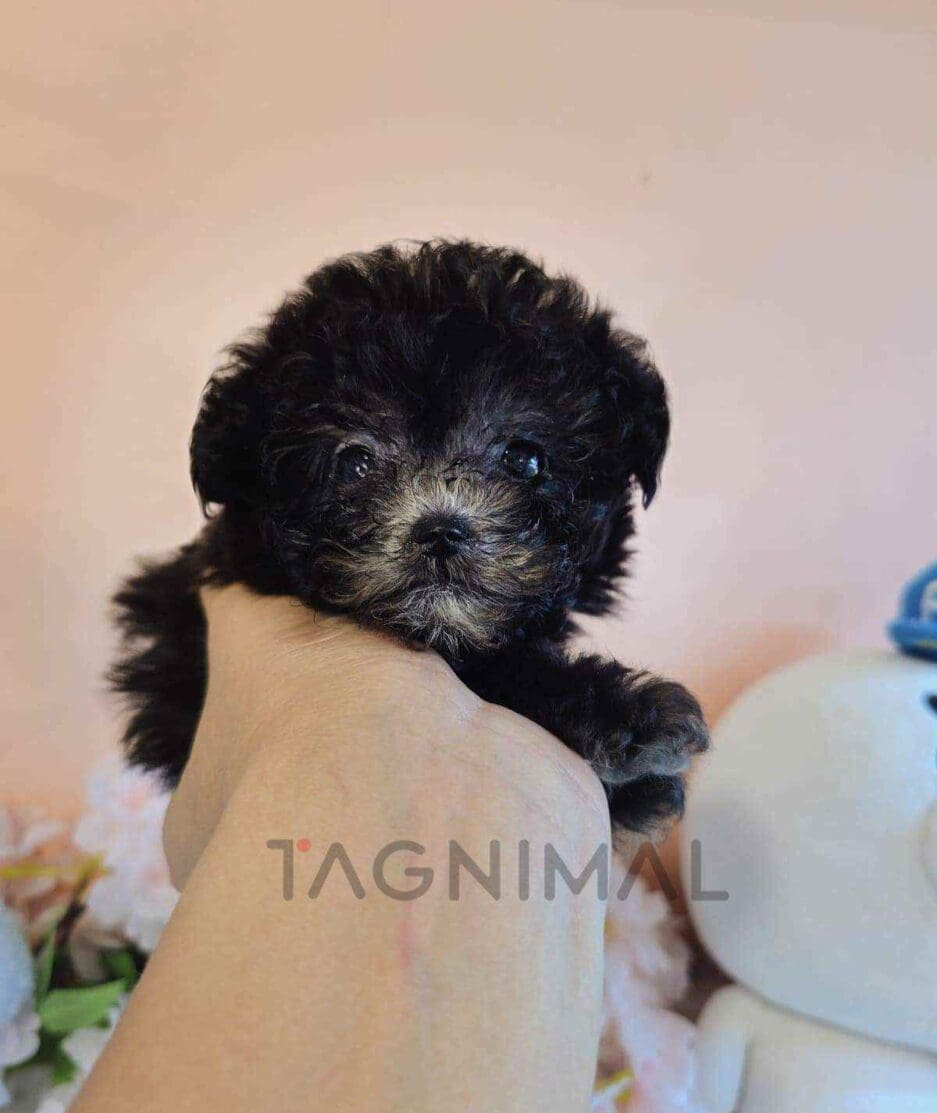 Poodle puppy for sale, dog for sale at Tagnimal