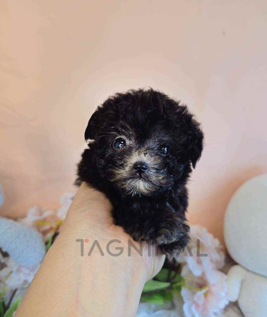 Poodle puppy for sale, dog for sale at Tagnimal