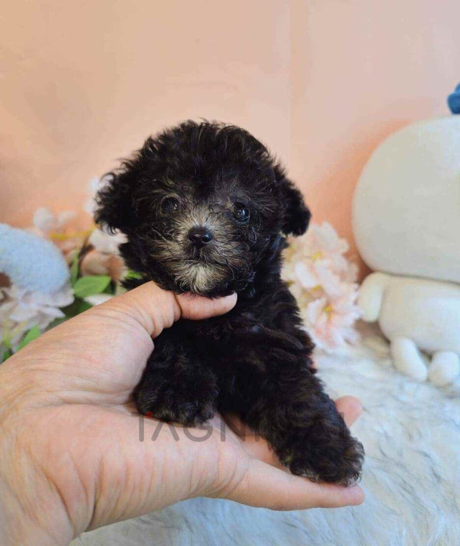 Poodle puppy for sale, dog for sale at Tagnimal