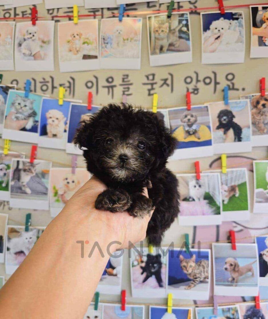 Poodle puppy for sale, dog for sale at Tagnimal