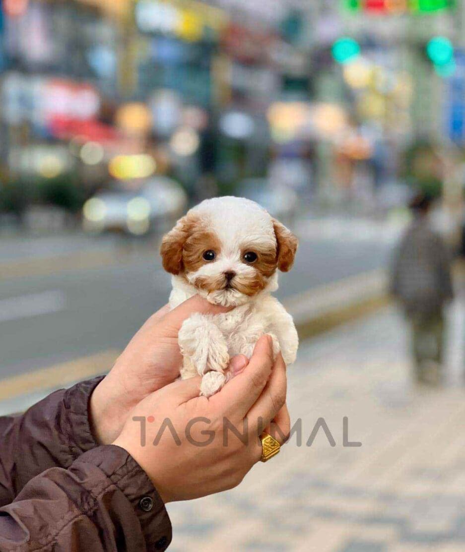 Poodle puppy for sale, dog for sale at Tagnimal