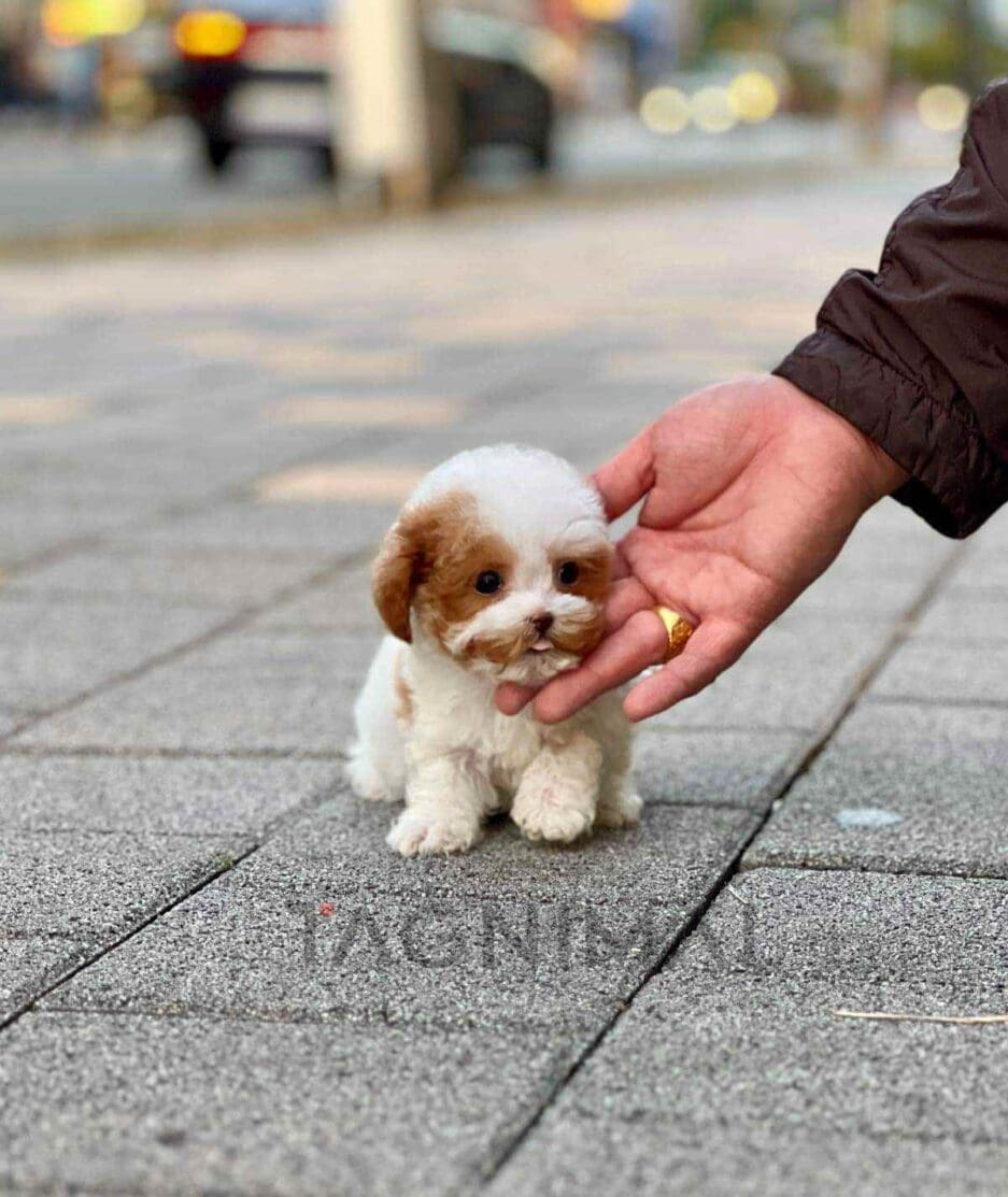 Poodle puppy for sale, dog for sale at Tagnimal