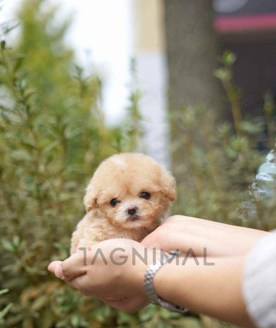 Poodle puppy for sale, dog for sale at Tagnimal