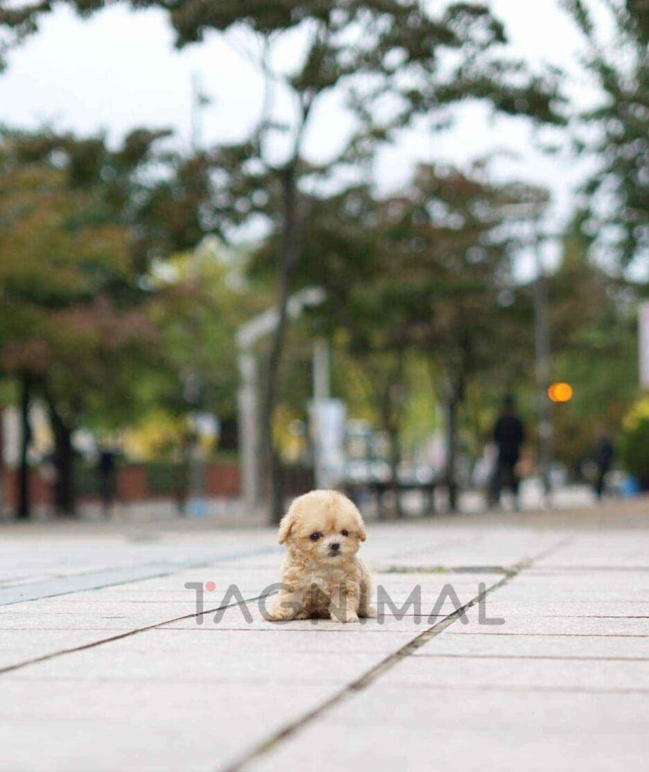 Poodle puppy for sale, dog for sale at Tagnimal