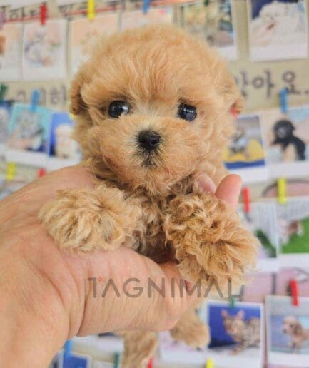 Poodle puppy for sale, dog for sale at Tagnimal