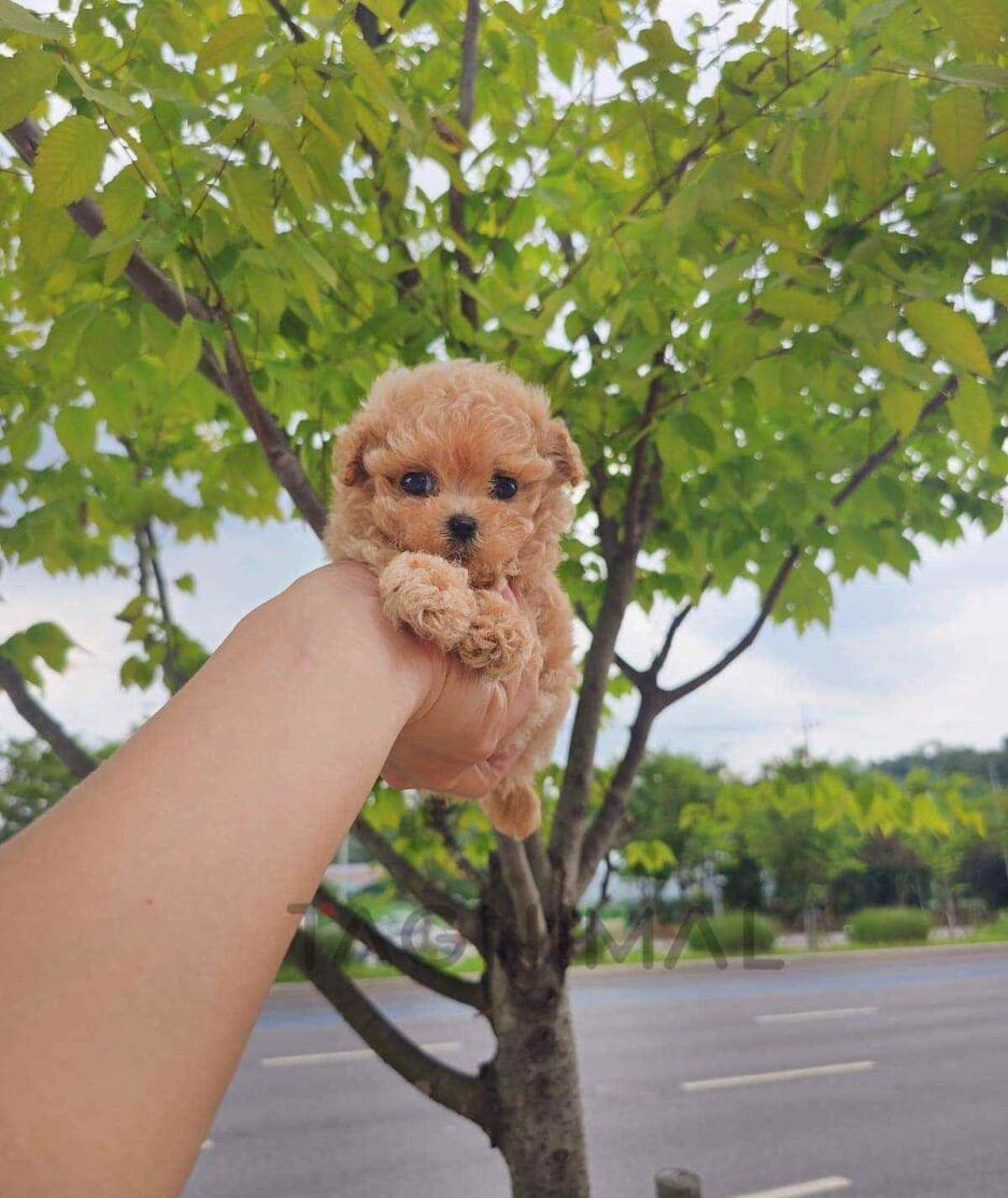 Poodle puppy for sale, dog for sale at Tagnimal