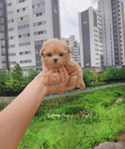 Poodle puppy for sale, dog for sale at Tagnimal