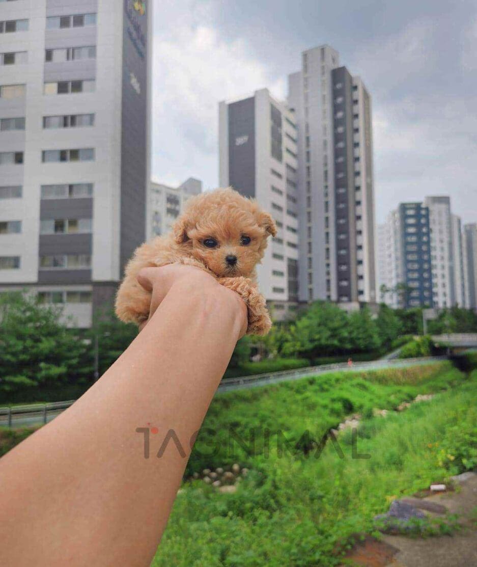 Poodle puppy for sale, dog for sale at Tagnimal