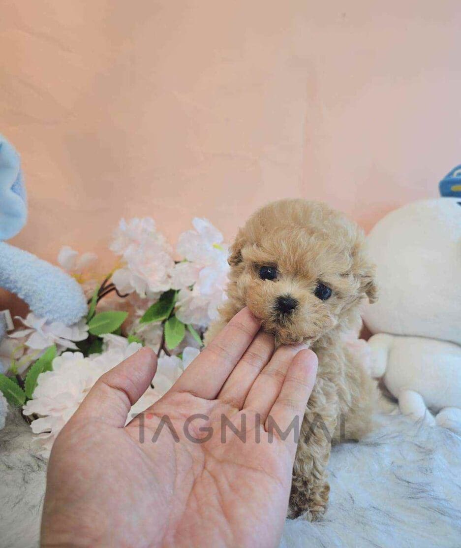 Poodle puppy for sale, dog for sale at Tagnimal