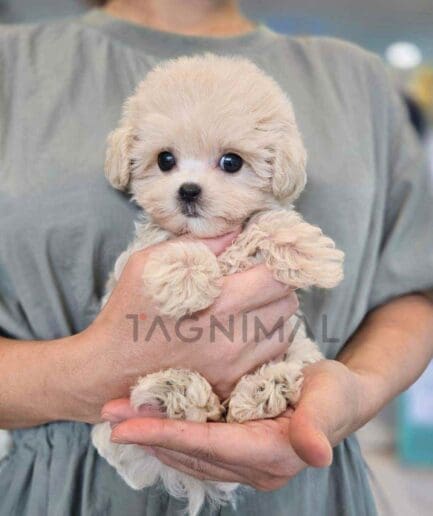 Poodle puppy for sale, dog for sale at Tagnimal