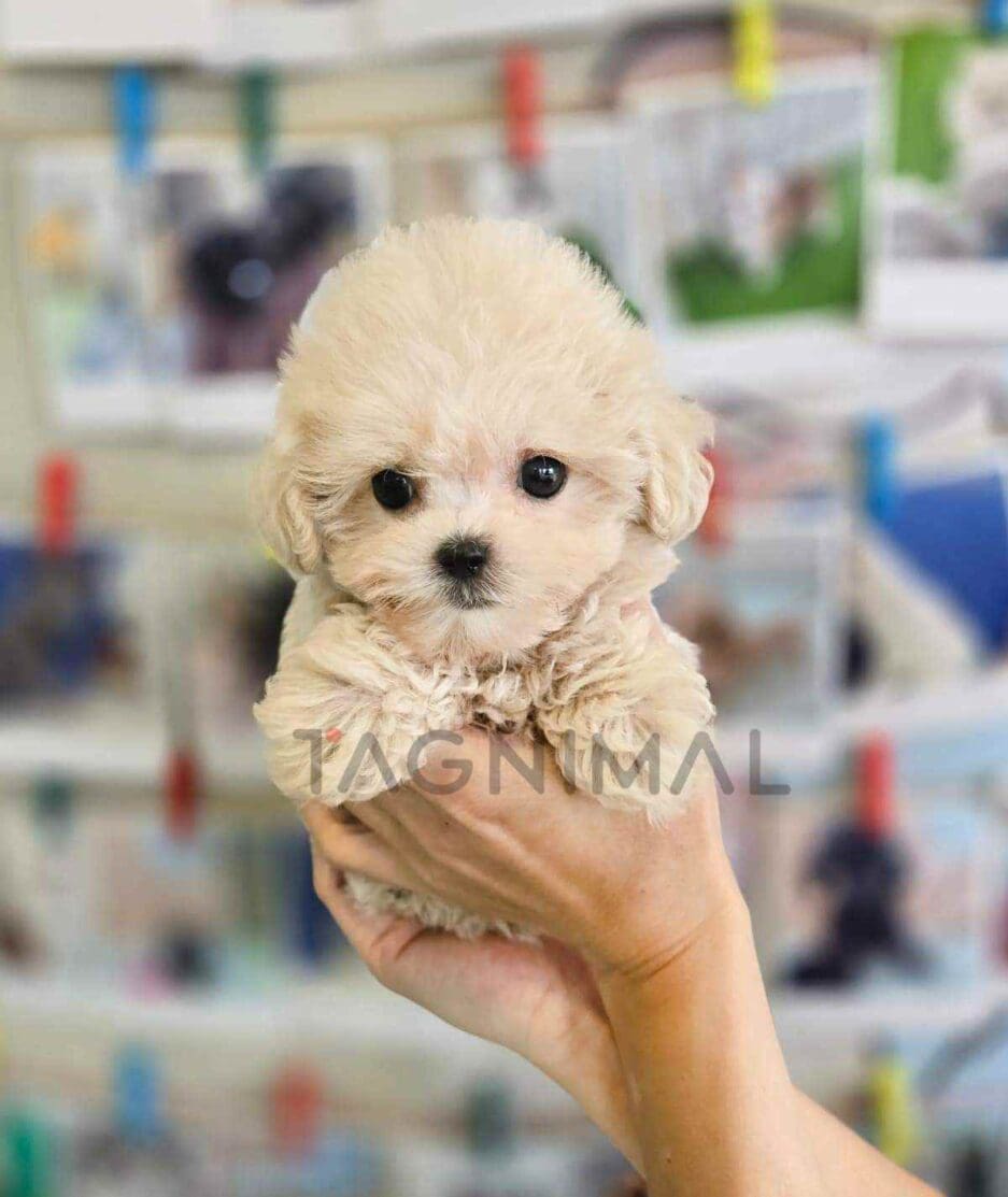 Poodle puppy for sale, dog for sale at Tagnimal