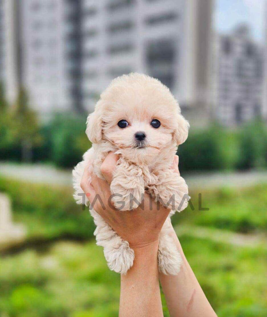 Poodle puppy for sale, dog for sale at Tagnimal