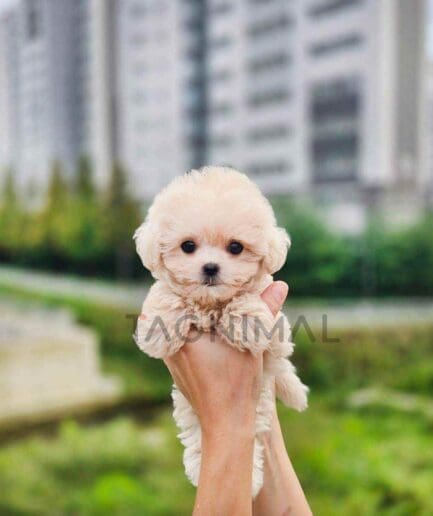 Poodle puppy for sale, dog for sale at Tagnimal