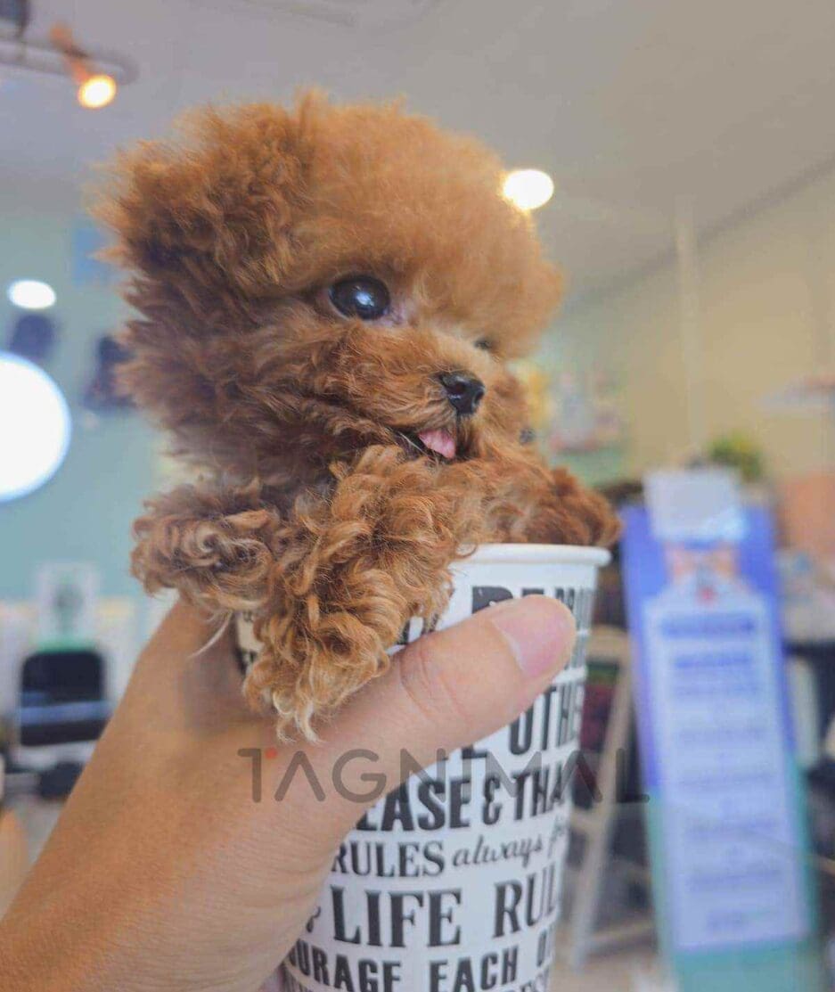 Poodle puppy for sale, dog for sale at Tagnimal