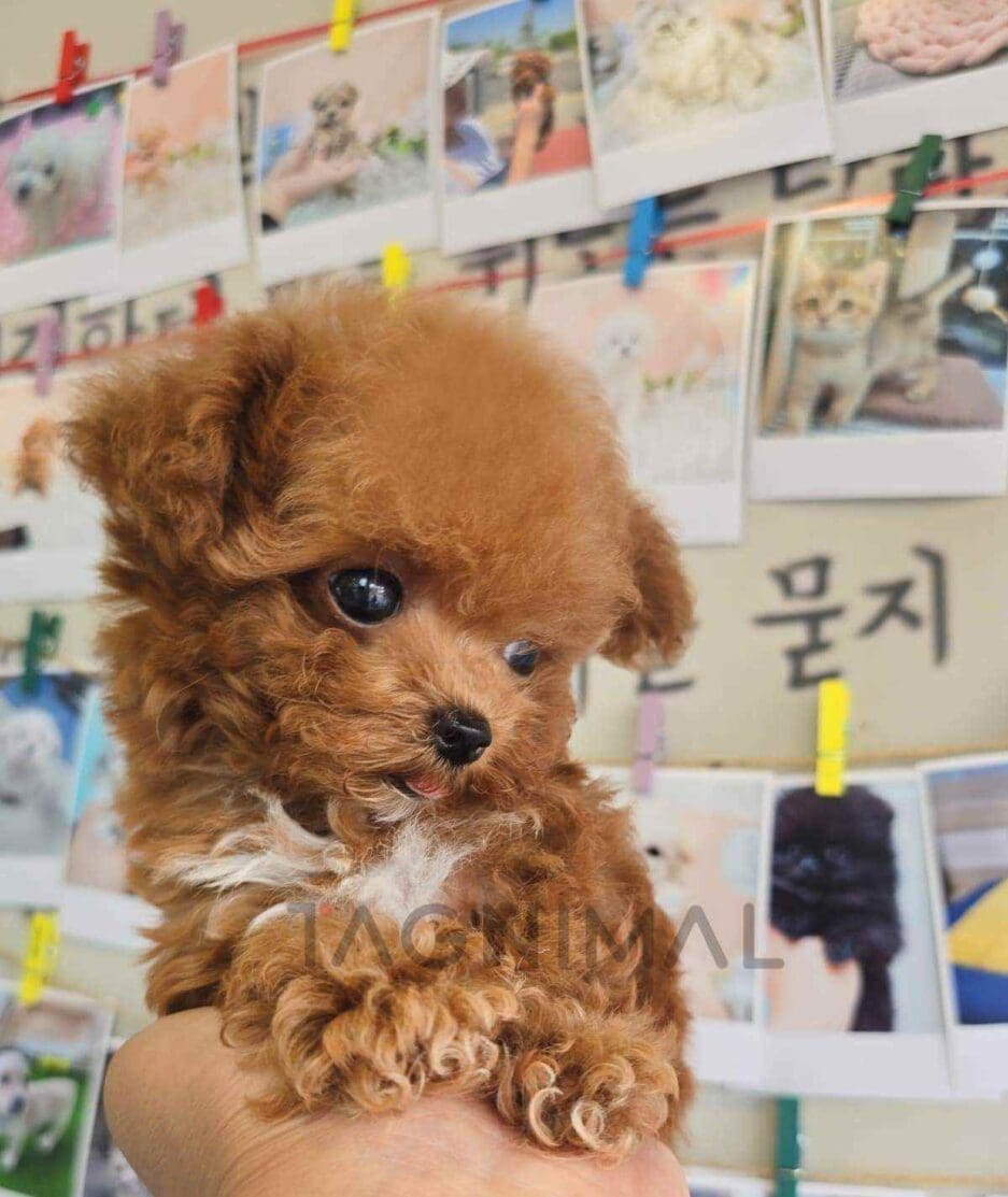 Poodle puppy for sale, dog for sale at Tagnimal