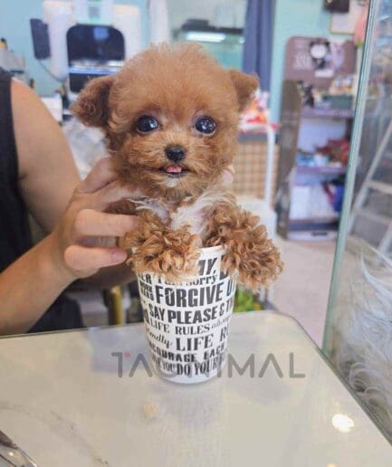 Poodle puppy for sale, dog for sale at Tagnimal