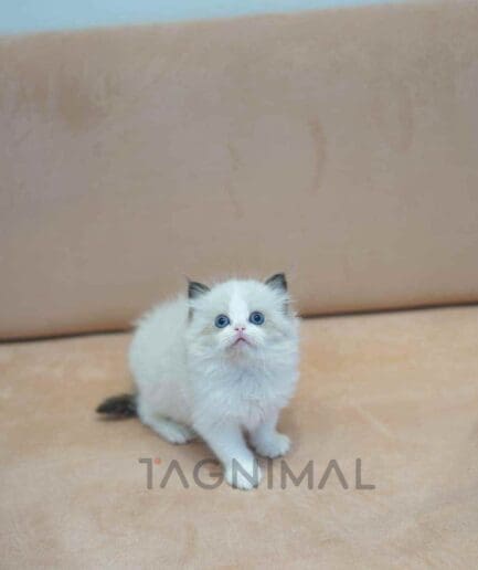 Ragdoll kitten for sale, cat for sale at Tagnimal