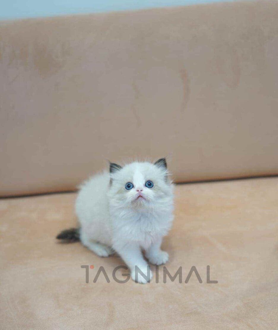 Ragdoll kitten for sale, cat for sale at Tagnimal