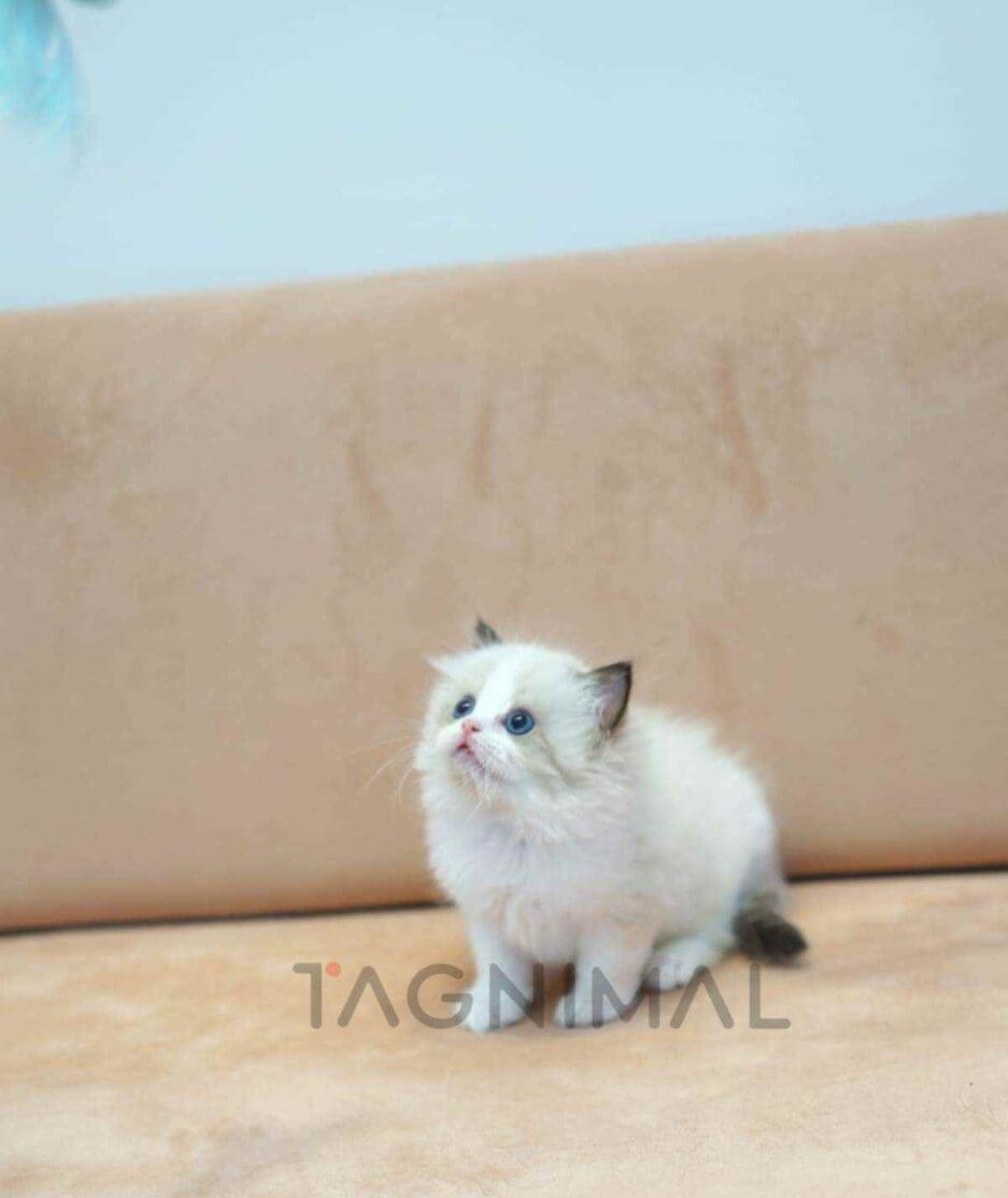 Ragdoll kitten for sale, cat for sale at Tagnimal