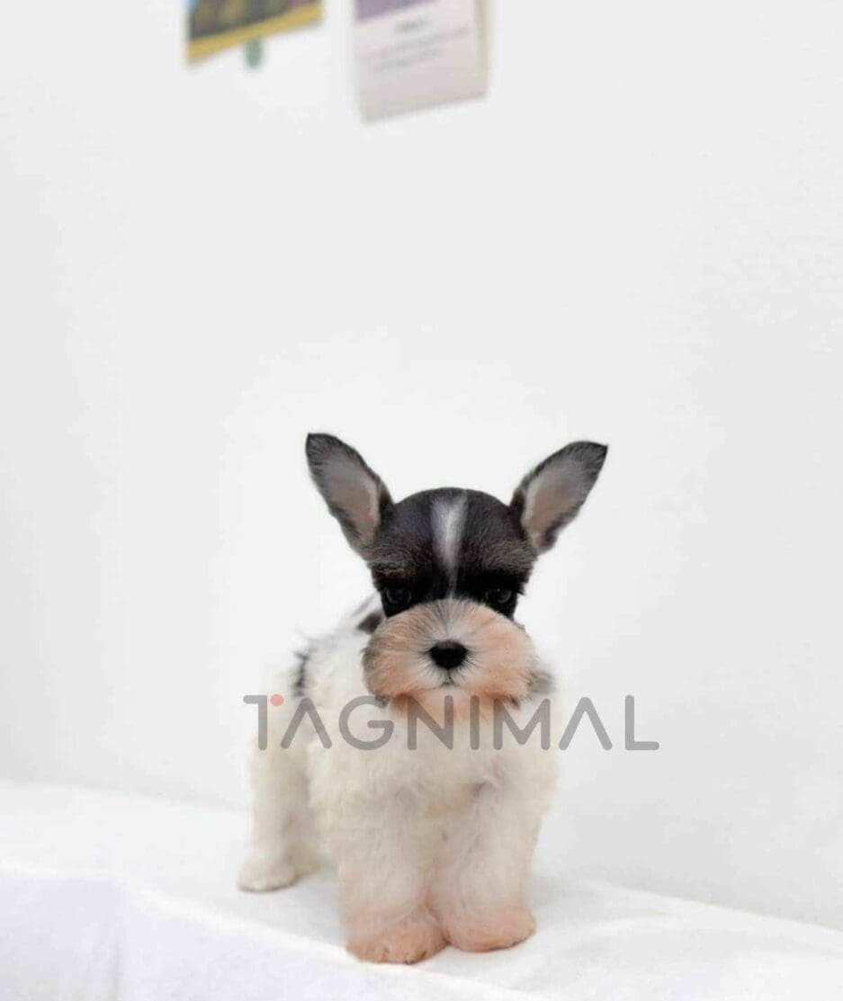 Schnauzer puppy for sale, dog for sale at Tagnimal