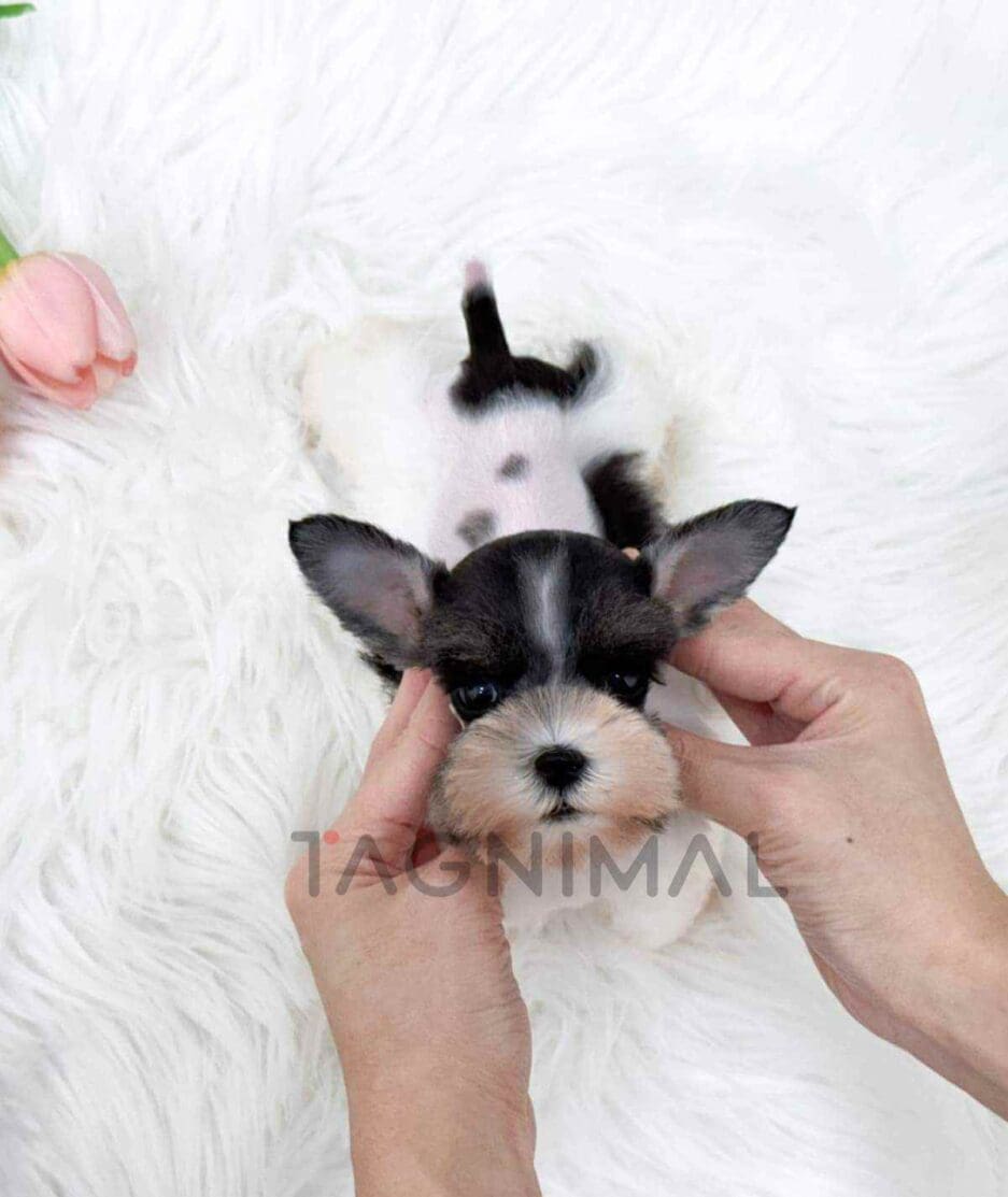 Schnauzer puppy for sale, dog for sale at Tagnimal