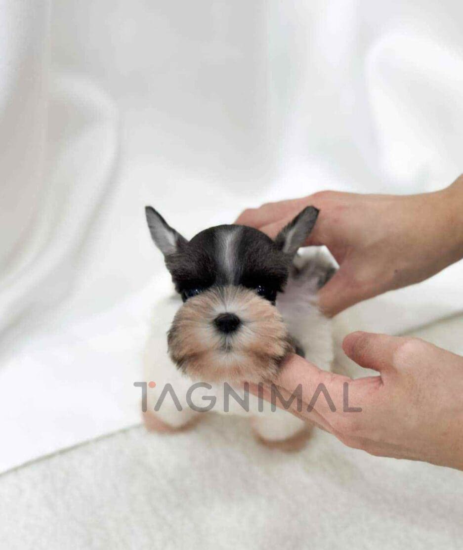 Schnauzer puppy for sale, dog for sale at Tagnimal